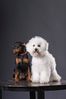 bichon_and_other_dog.JPG