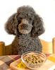 poodle_eating.JPG